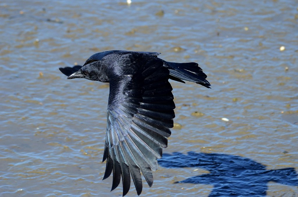 Crow, American, 2012-10119070 Plymouth, MA.JPG - American Crow. Plymouth, MA, 10-11-2012